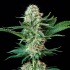Semilla de marihuana feminizada Royal Cookies de Royal Queen Seeds, punta principal.