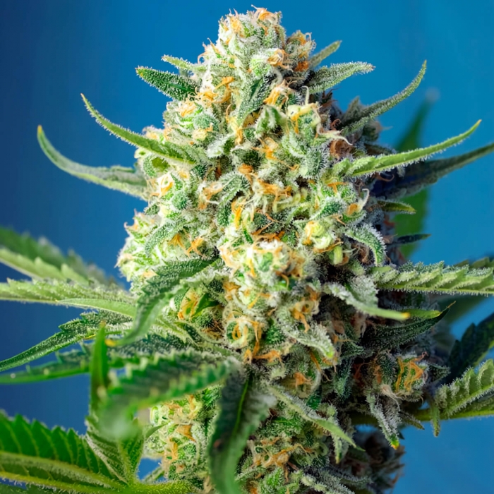 Semillas Autoflorecientes AUTO S.A.D (Sweet Seeds) cogollo resinoso.