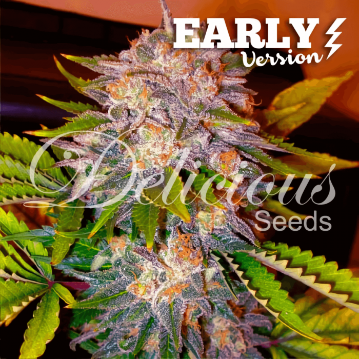 Caramelo Early Version (Delicious Seeds)  Semillas Feminizadas.