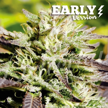 Caramelo F1 Fast Version (Delicious Seeds)  Semillas Feminizadas.