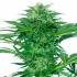 Semillas de marihuana feminizadas Skunk Dream CBD de Sensi Seeds Research.