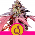 PURPLE QUEEN (Royal Queen Seeds)