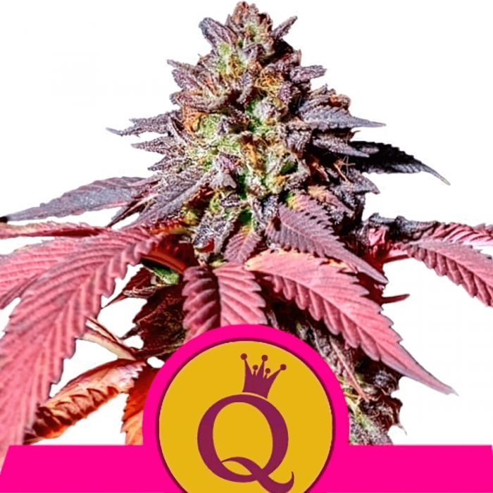 PURPLE QUEEN (Royal Queen Seeds)