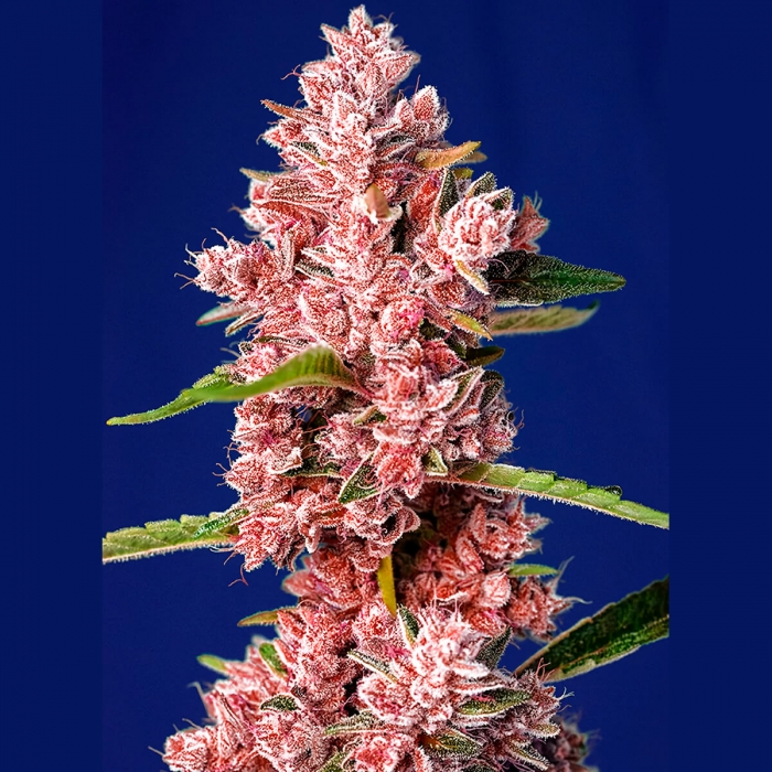 Semilla de marihuana Tropicanna Poison F1 Fast Version (Sweet Seeds), cogollo.