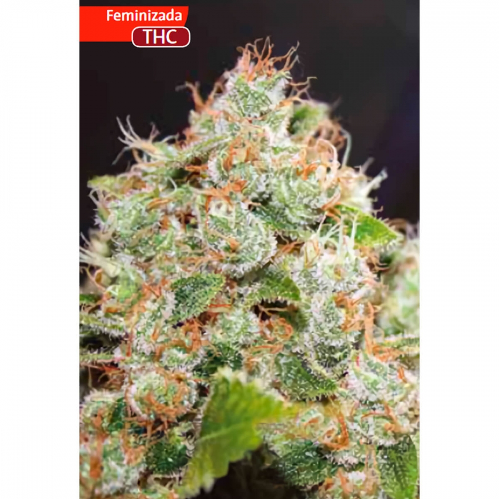 Semillas de marihuana BCN Sour Diesel (Medical Seeds) cogollo.