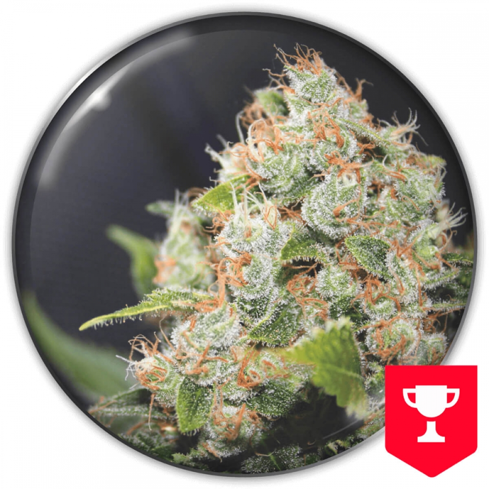 Semillas de marihuana BCN Sour Diesel (Medical Seeds).