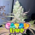 Semillas de marihuana feminizadas Candy Lime de Zmoothiez Seeds, cogollo con logo.