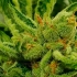 Semillas de marihuana feminizadas Frozen Cherry de Zmoothiez Seeds, resina.