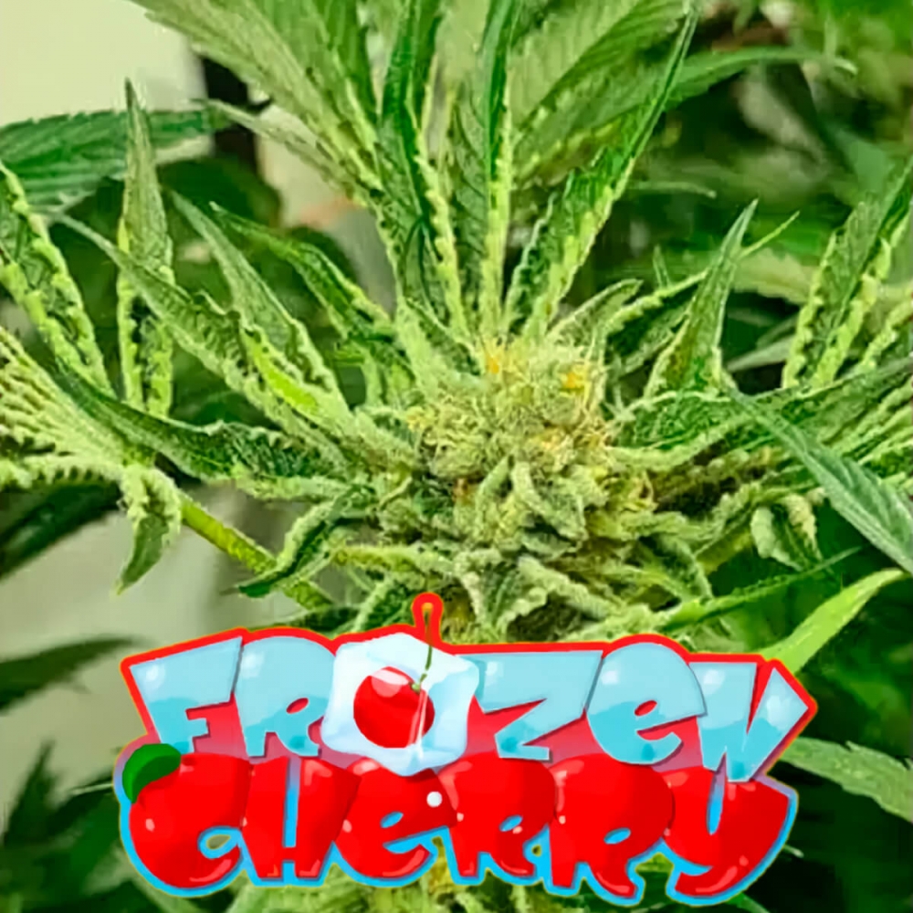 Semillas de marihuana feminizadas Frozen Cherry de Zmoothiez Seeds, cogollo con logo.