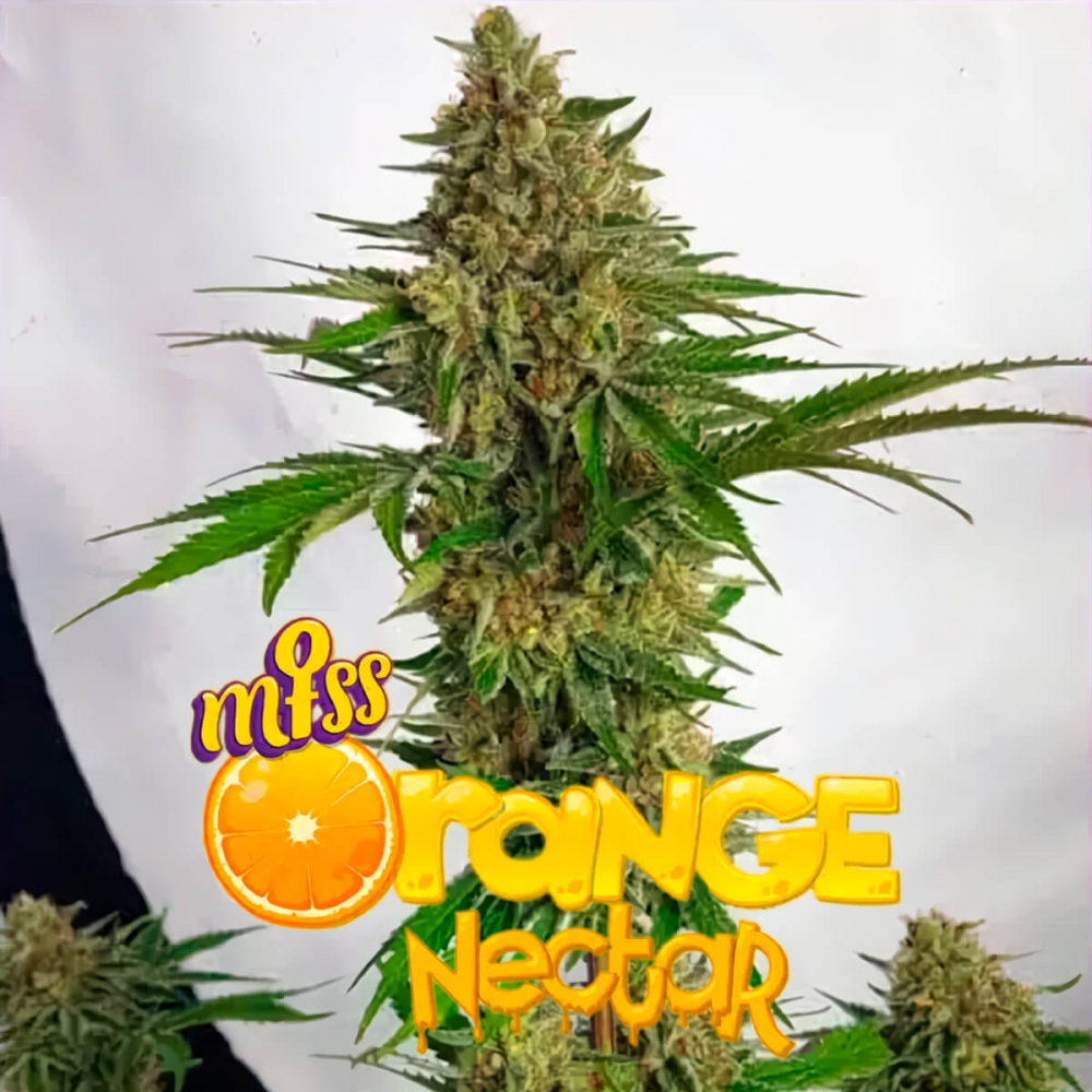 Semillas de marihuana feminizadas Miss Orange Nectar de Zmoothiez Seeds, cogollo con logo.