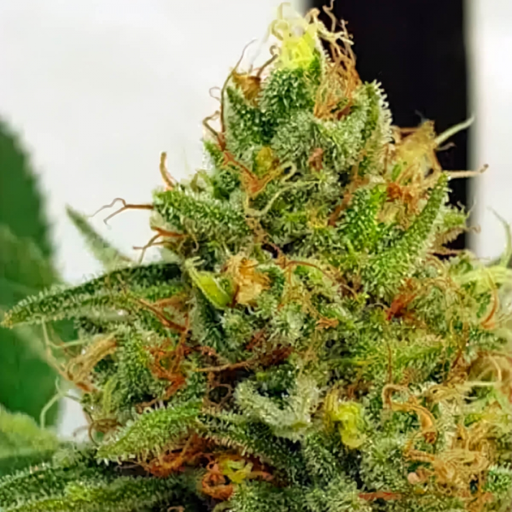 Semillas de marihuana feminizadas Miss Orange Nectar de Zmoothiez Seeds, cogollo ampliado.