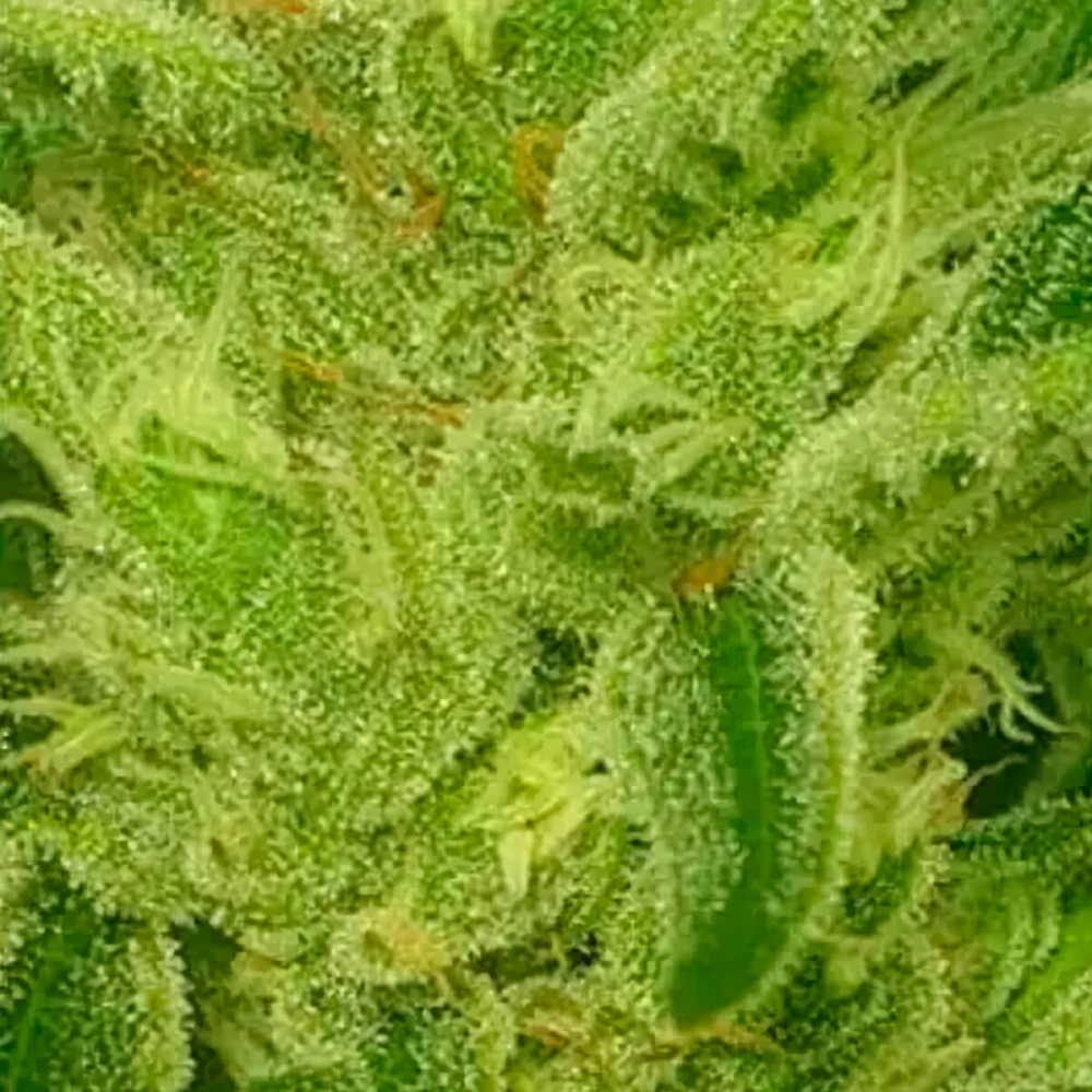 Semillas de marihuana feminizadas Supreme Nectar de Zmoothiez Seeds, resina.