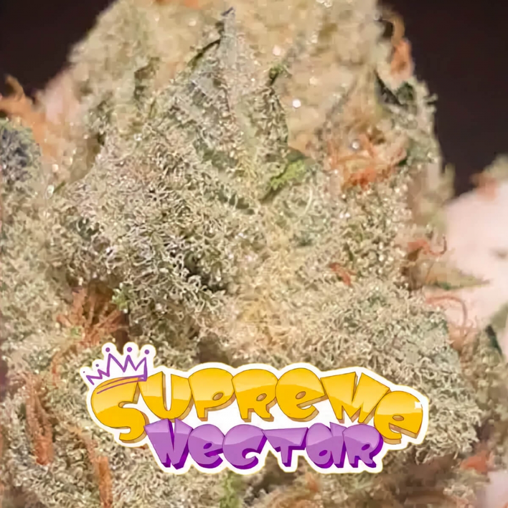 Semillas de marihuana feminizadas Supreme Nectar de Zmoothiez Seeds, cogollo con logo.