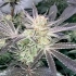 Semillas de marihuana feminizadas Forbidden Nectar de Zmoothiez Seeds, cogollo.