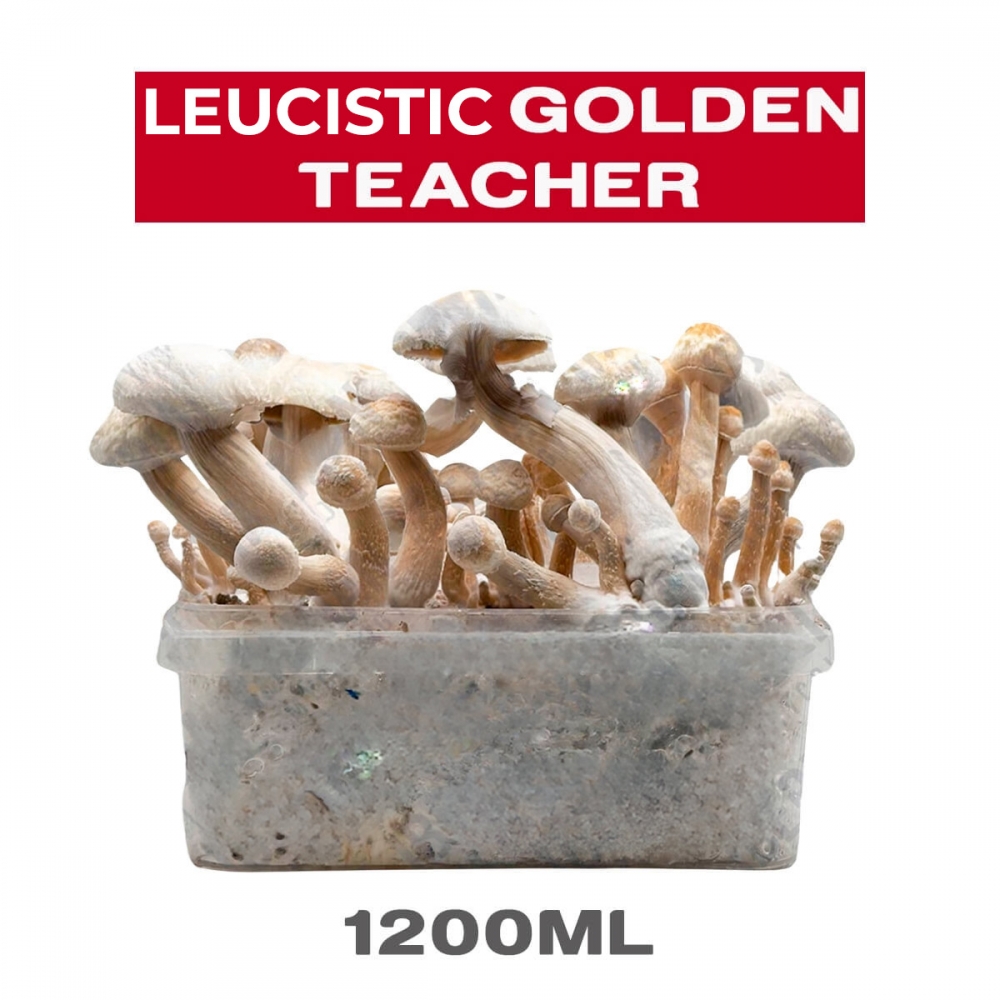 Pan de setas Leucistic Golden Teacher