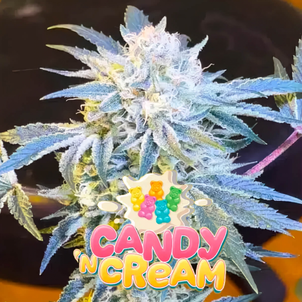 Semillas de marihuana feminizadas Candy'n Cream de Zmoothiez Seeds, cogollo con logo.