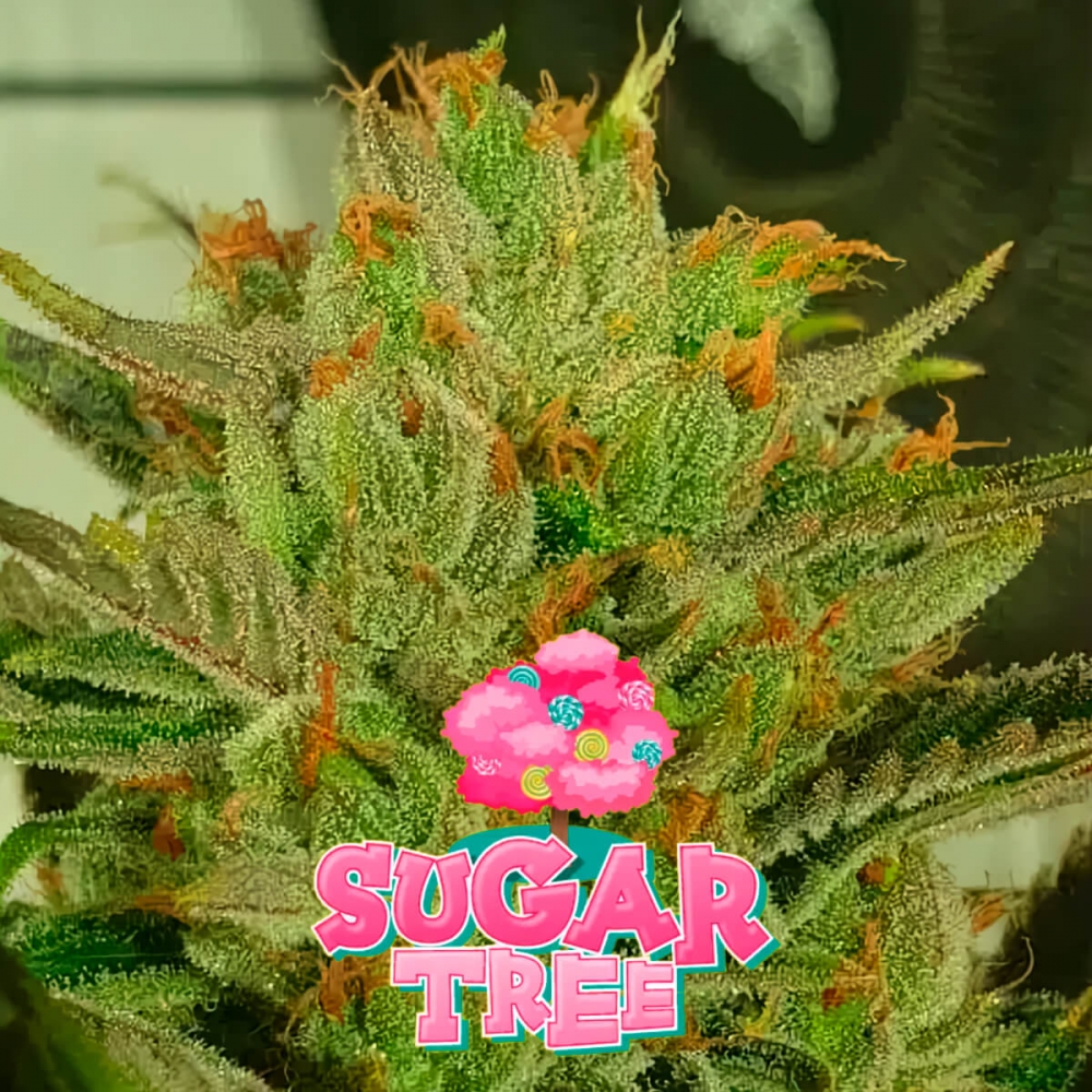 Semillas de marihuana feminizadas Sugar Tree de Zmoothiez Seeds, cogollo con logo.