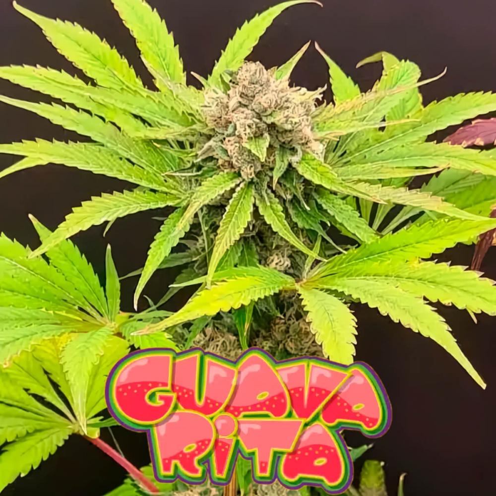 Semillas de marihuana feminizadas Guavarita de Zmoothiez Seeds, cogollo con logo.