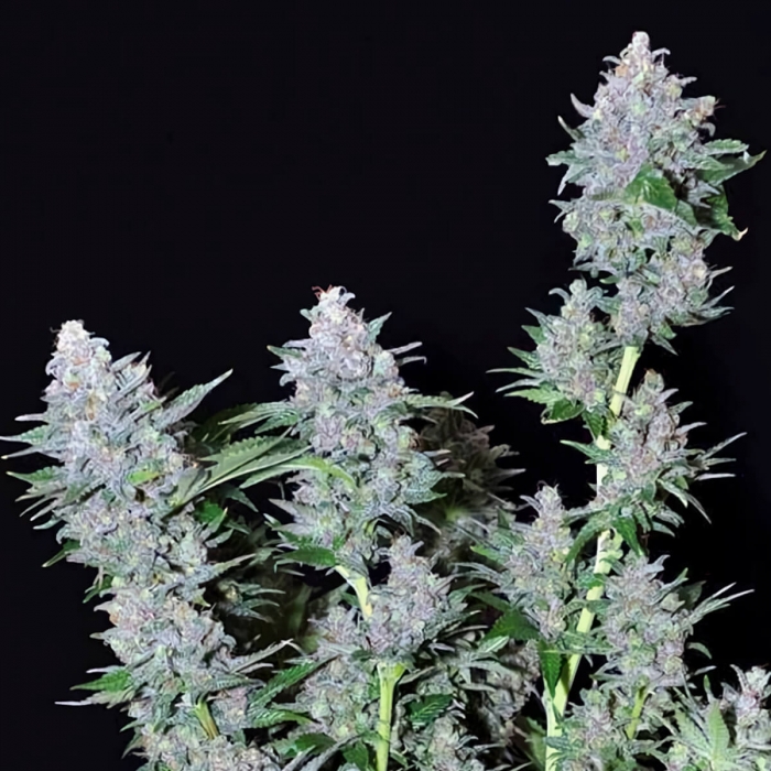 Semillas Missing in Barcelona (Eva Seeds) Paquete 3u, planta.