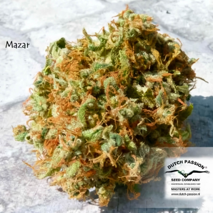 Semillas de marihuana MAZAR (Dutch Passion) Feminizadas, cogollo resinoso.