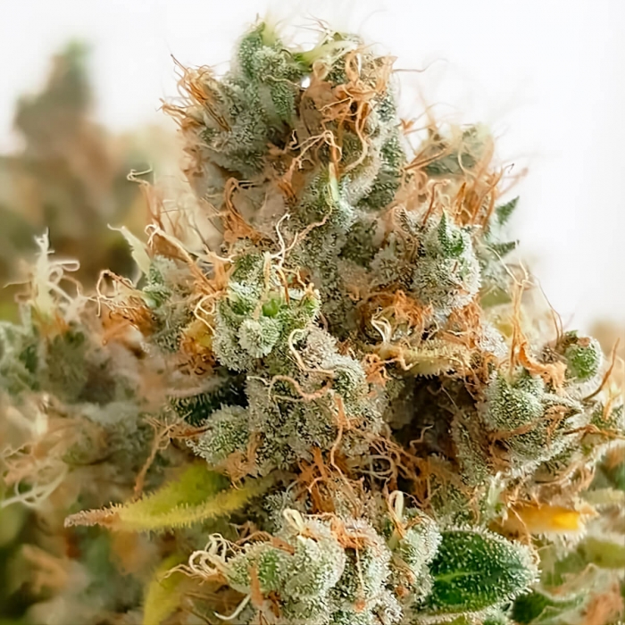 Semillas de marihuana MAZAR (Dutch Passion) Feminizadas, resina.