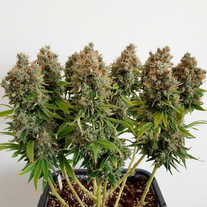 Semillas de marihuana MAZAR (Dutch Passion) Feminizadas, interior.