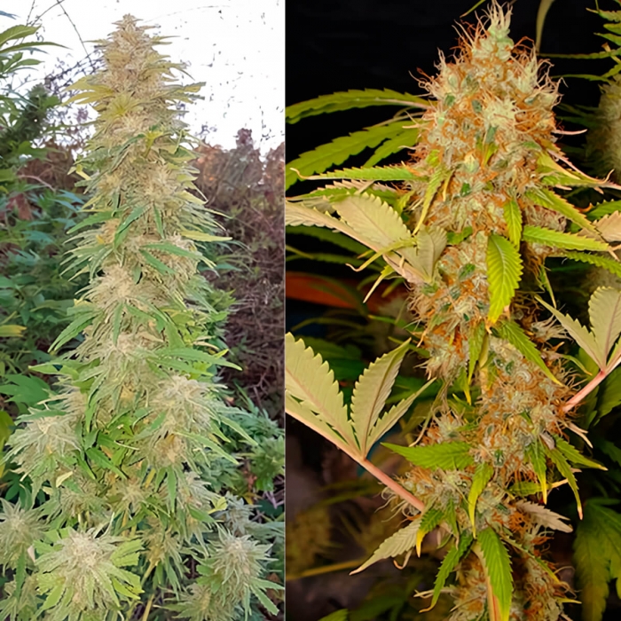 Semillas de marihuana MAZAR (Dutch Passion) Feminizadas, puntas principales.