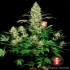 Semillas de marihuana AK-47 (Serious Seeds) feminizadas, planta cogollando.
