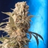 Semillas de marihuana AK-47 (Serious Seeds) feminizadas, cogollo resinoso.