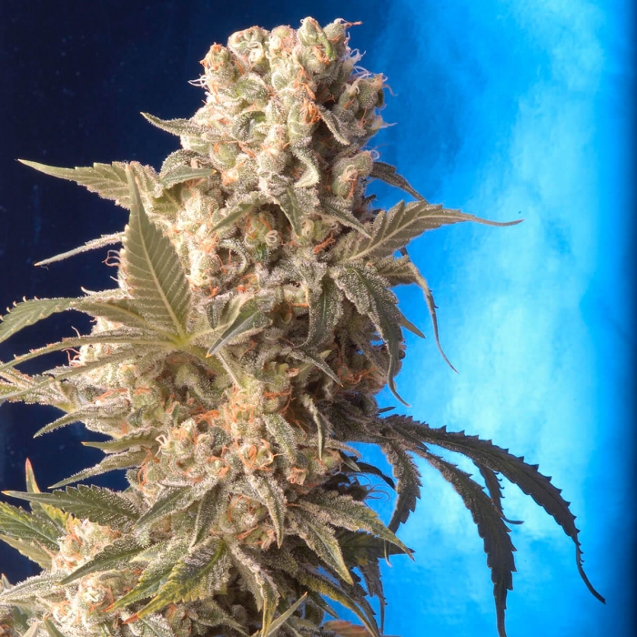 Semillas de marihuana AK-47 (Serious Seeds) feminizadas, cogollo resinoso.
