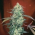 Semillas de marihuana AK-47 (Serious Seeds) feminizadas, punta principal.