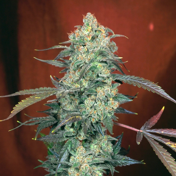 Semillas de marihuana AK-47 (Serious Seeds) feminizadas, punta principal.