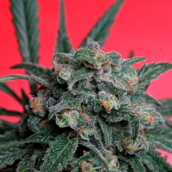 A-TRAIN (T.H Seeds) - Semillas de Marihuana feminizadas