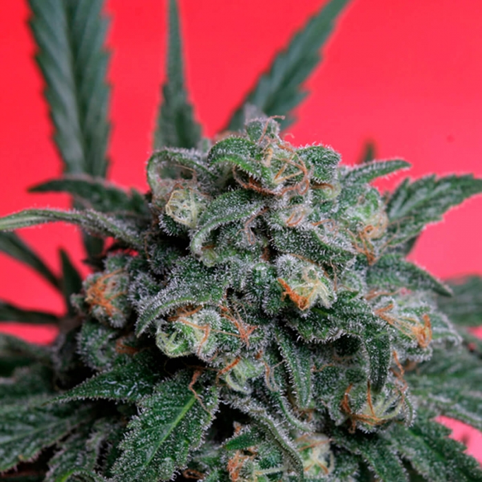 A-TRAIN (T.H Seeds) - Semillas de Marihuana feminizadas