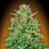 Semilla de marihuana feminizada 00 Skunk de 00 Seeds.