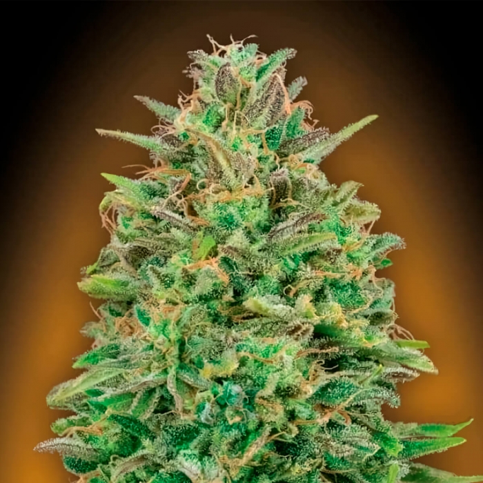 Semilla de marihuana feminizada 00 Skunk de 00 Seeds.