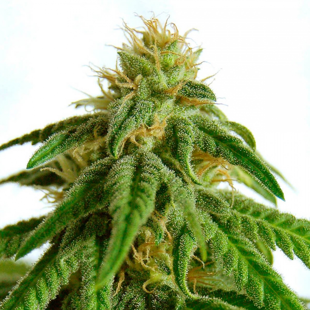 Afrodite de Kannabia Seeds - Semillas de marihuana feminizadas.