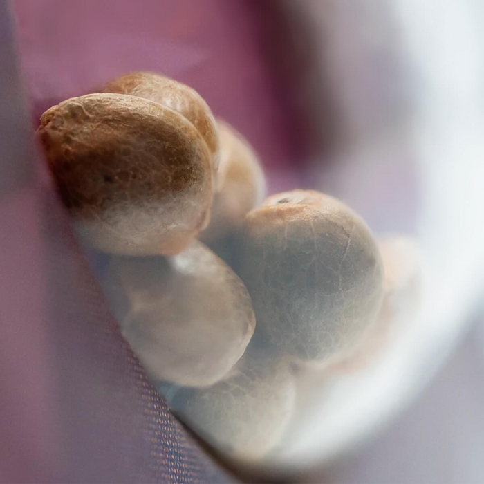 Mexican Sativa de Sensi Seeds - Semillas feminizadas de marihana.