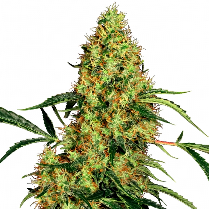 Mexican Sativa de Sensi Seeds - Semillas feminizadas de marihana.