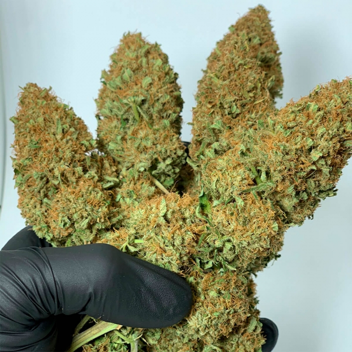 Morpheus de Buddha Seeds cogollos manicurados.