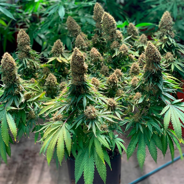 Morpheus de Buddha Seeds planta productiva.