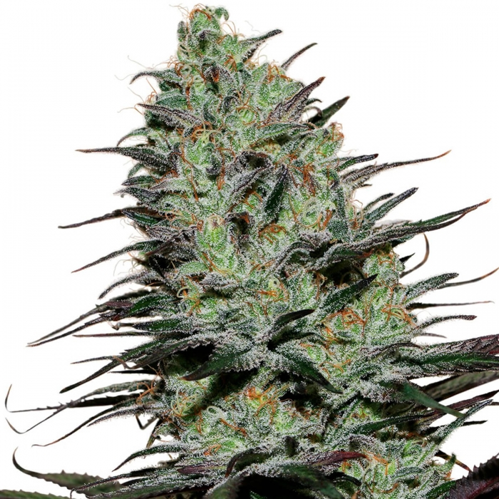 Morpheus de Buddha Seeds - Semillas de marihuana medicinal.
