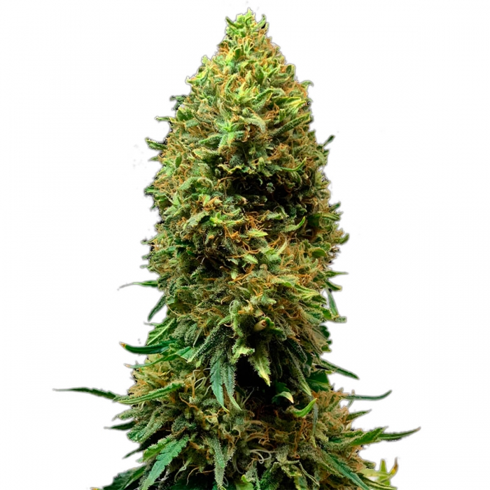 Morpheus de Buddha Seeds cogollo enorme.