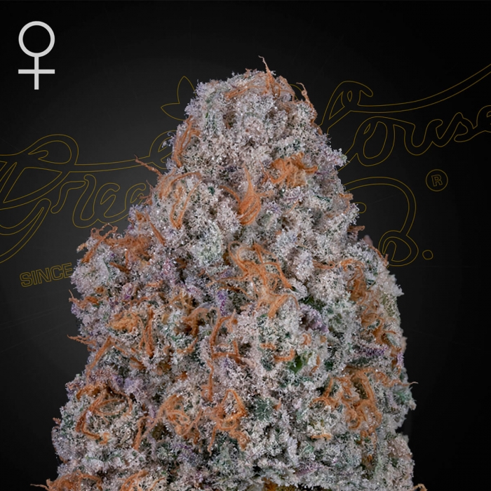 Semillas de marihuana feminizadas Super Lemon Haze x RS11 de Greenhouse Seeds, cogollo limpio.