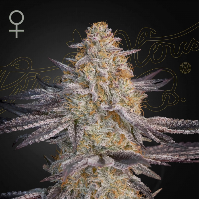 Semillas de marihuana feminizadas Super Lemon Haze x RS11 de Greenhouse Seeds, cogollo enorme.