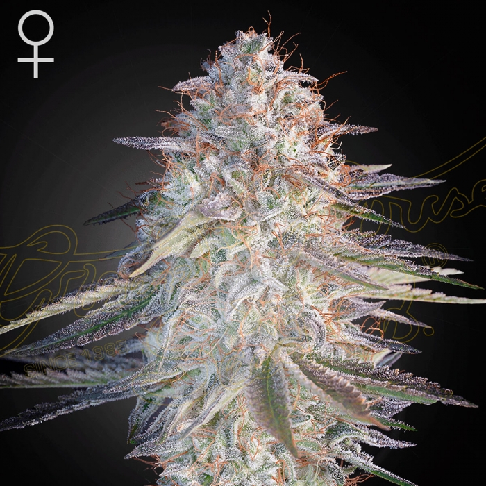 Semillas de marihuana feminizadas Super Lemon Haze x Pink Candy de Greenhouse Seeds, cogollo enorme.