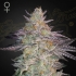Semillas de marihuana feminizadas Super Lemon Haze x GMO de Greenhouse Seeds, cogollo enorme.