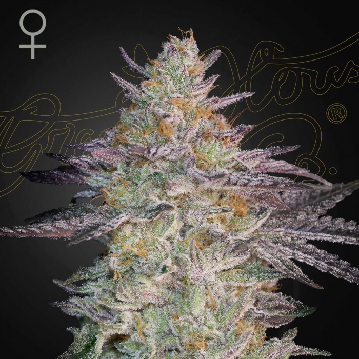 Semillas de marihuana feminizadas Super Lemon Haze x GMO de Greenhouse Seeds, cogollo enorme.