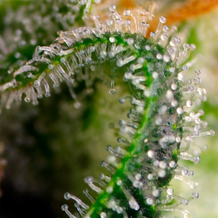 Sweet Pure CBD de Sweet Seeds - Semillas feminizadas de marihuana medicinal, tricomas.