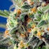 Sweet Pure CBD de Sweet Seeds - Semillas feminizadas de marihuana medicinal, resina.